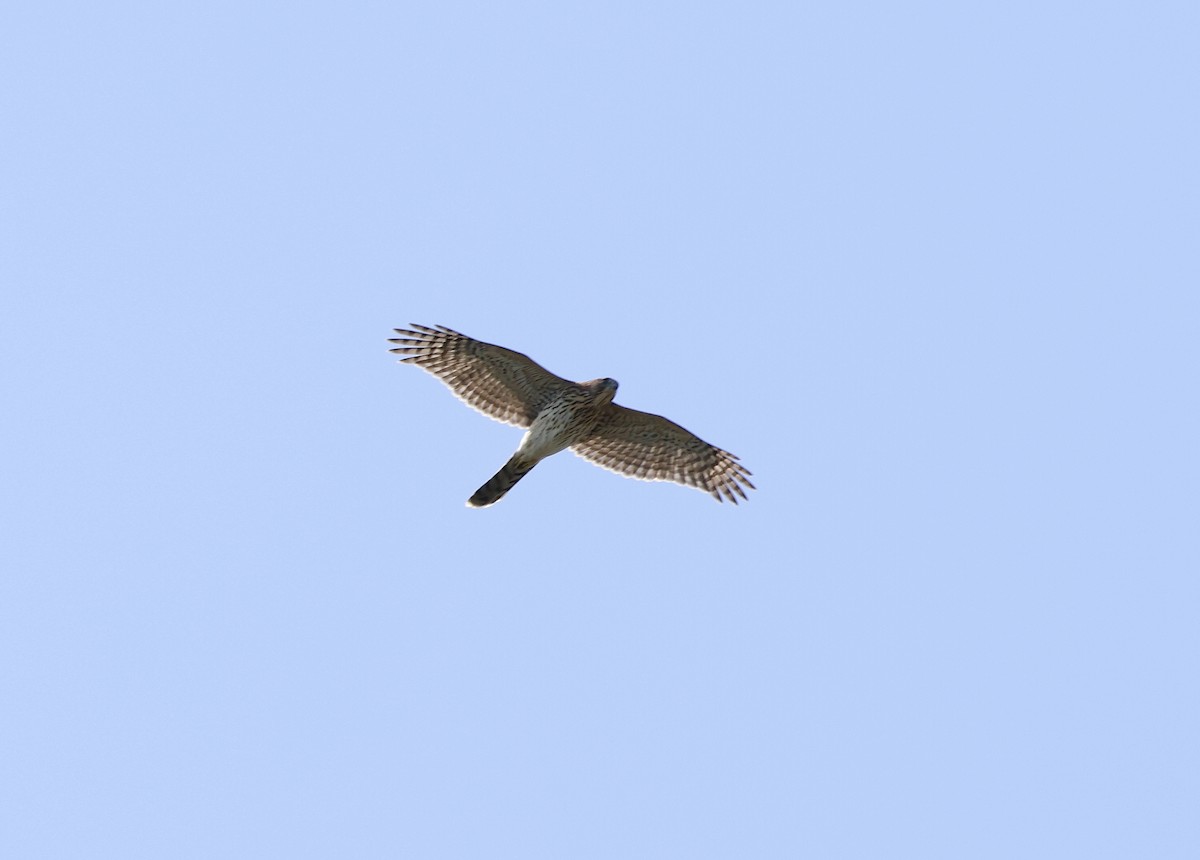 Cooper's Hawk - ML610100581