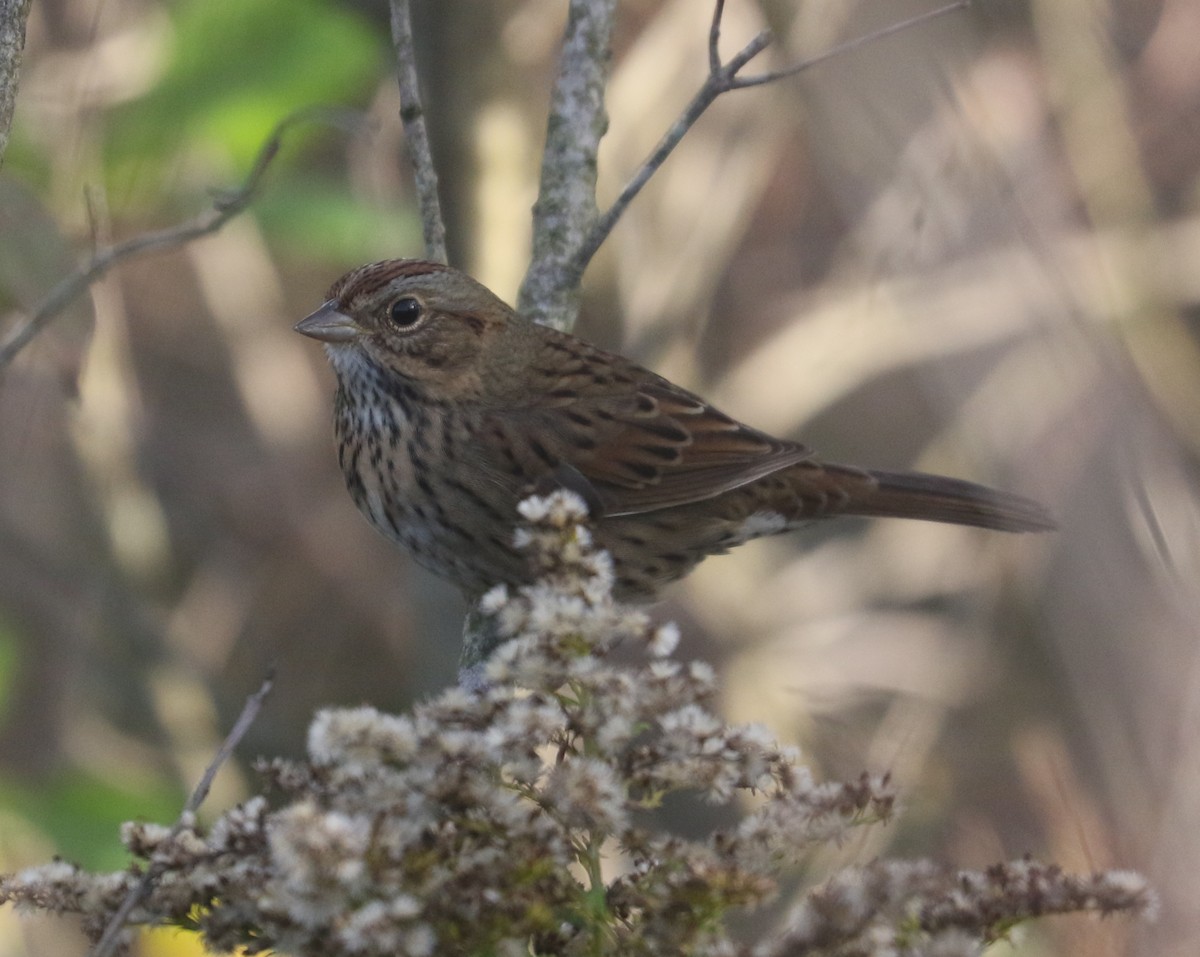 Lincoln's Sparrow - Bobby Brown