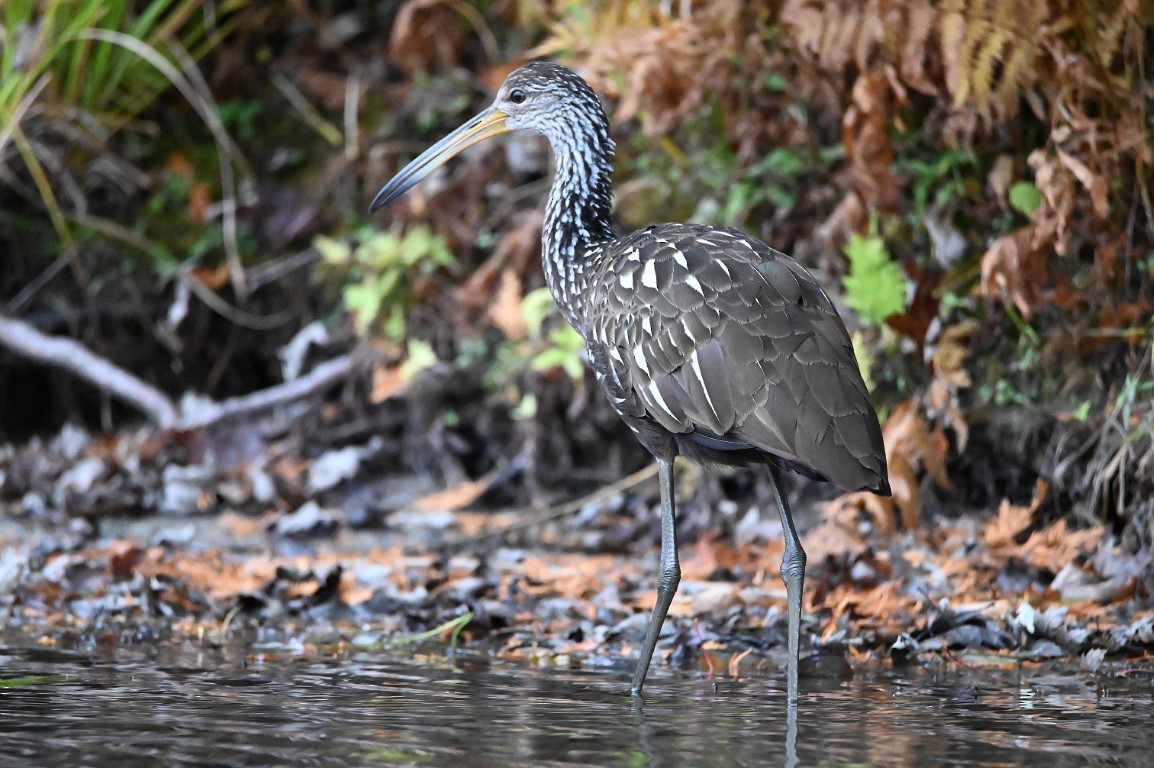 Limpkin - ML610100609