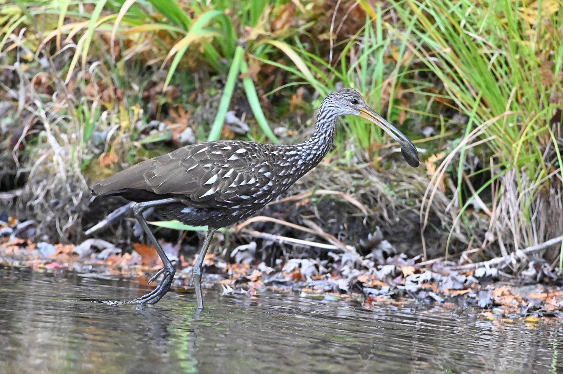 Limpkin - ML610100610