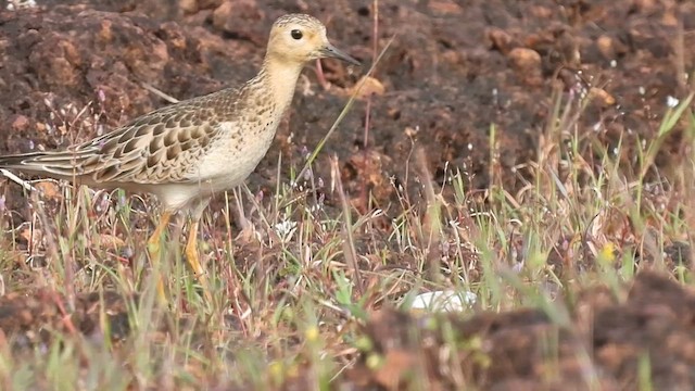 Buff-breasted Sandpiper - ML610100747