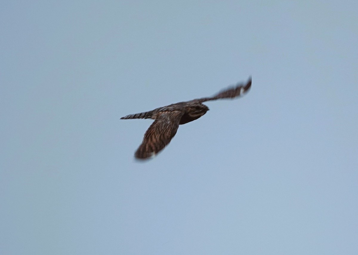 Lesser Nighthawk - Monica P