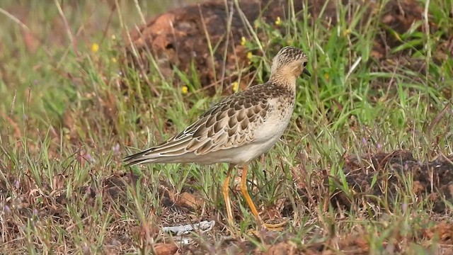 Buff-breasted Sandpiper - ML610100811