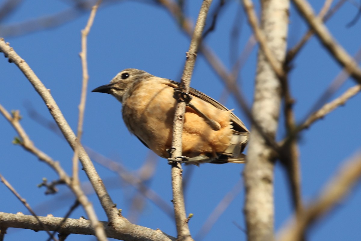 Fawn-breasted Bowerbird - ML610100827