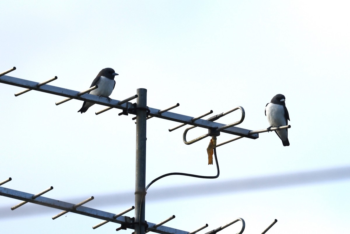 White-breasted Woodswallow - ML610100830