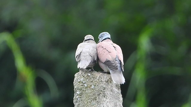 Red Collared-Dove - ML610100863