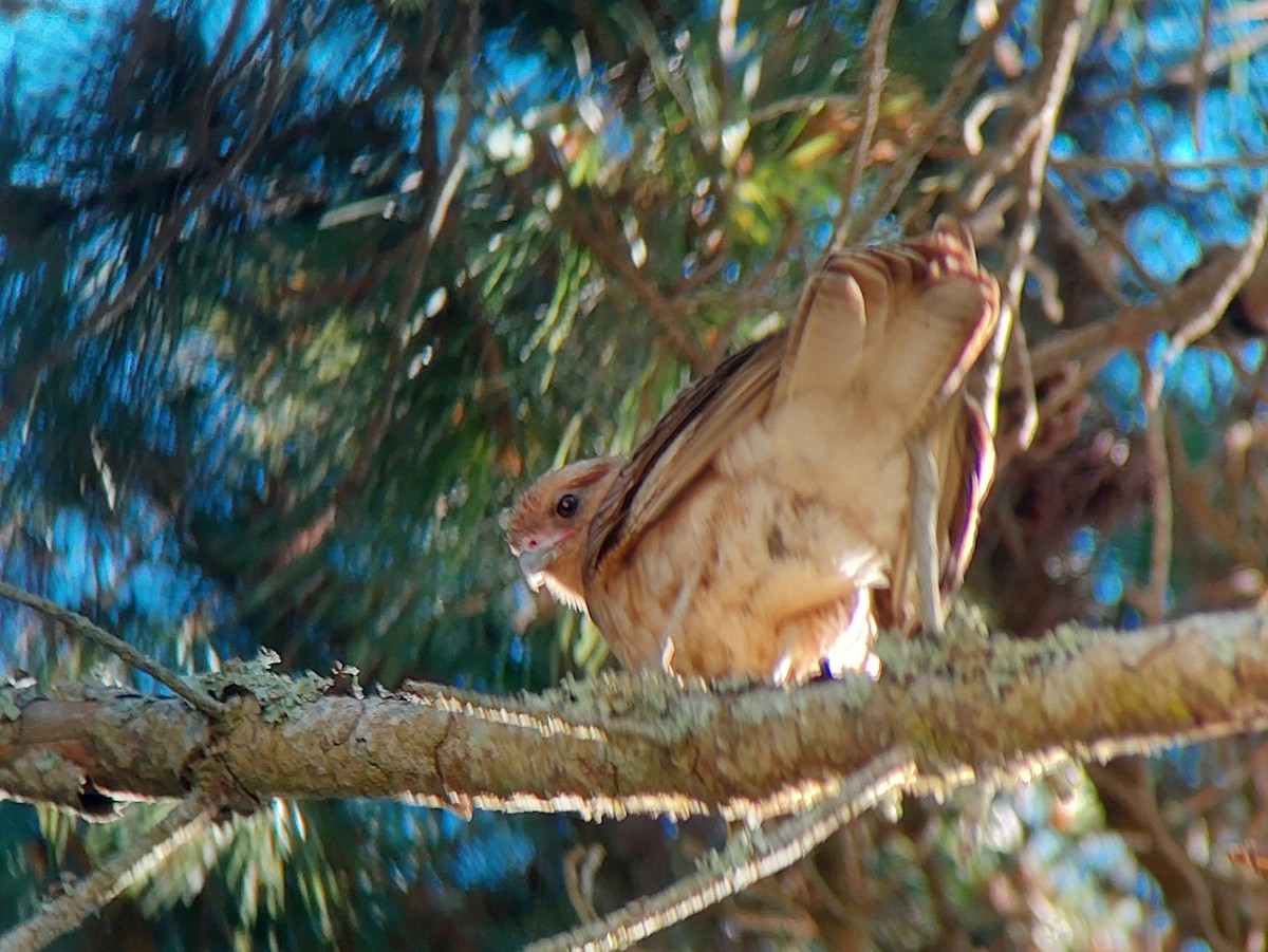 Chimango Caracara - ML610100864