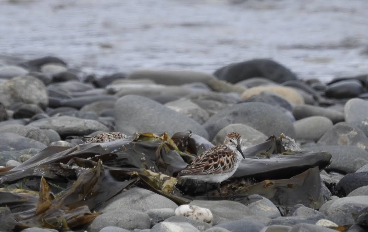 Bergstrandläufer - ML610100923