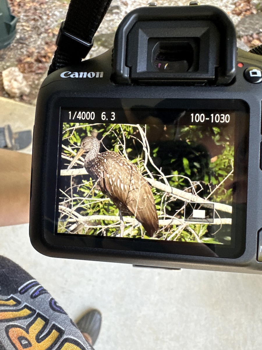 Limpkin - Bria Chadwick