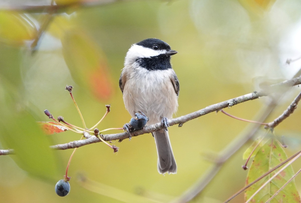 Carolina Chickadee - ML610100994