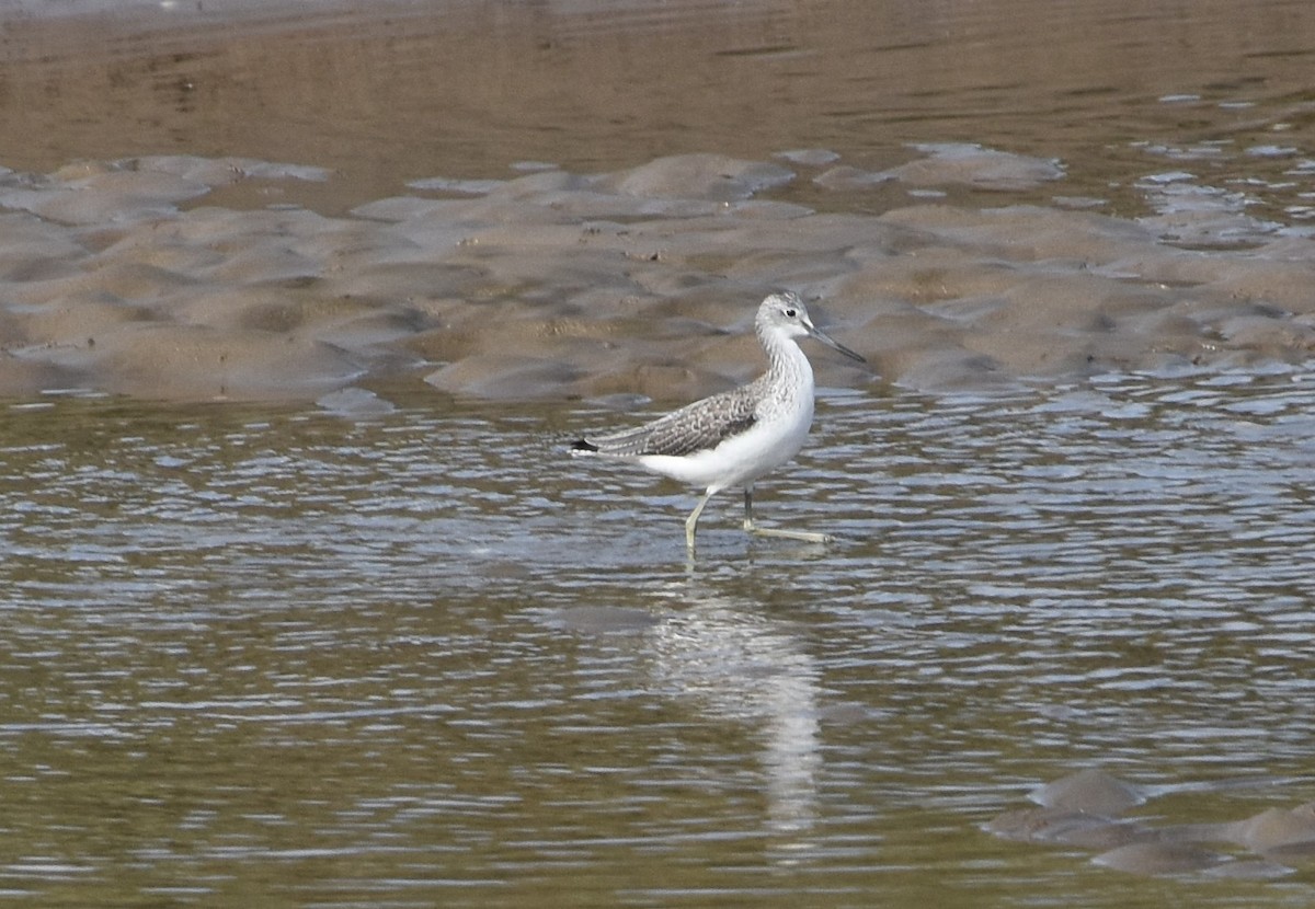 Common Greenshank - ML610101063