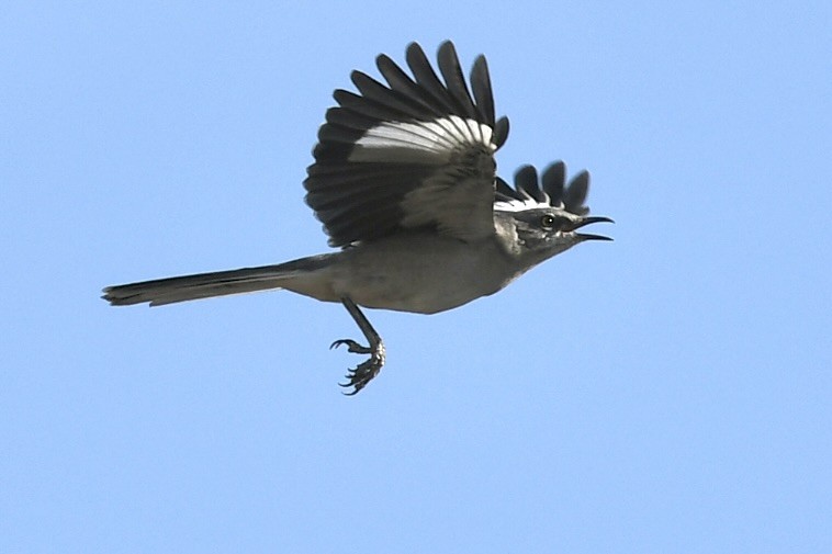 Northern Mockingbird - ML610101193