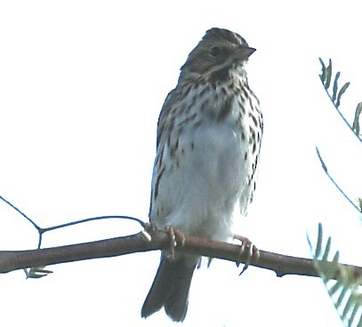 Savannah Sparrow - ML610101195