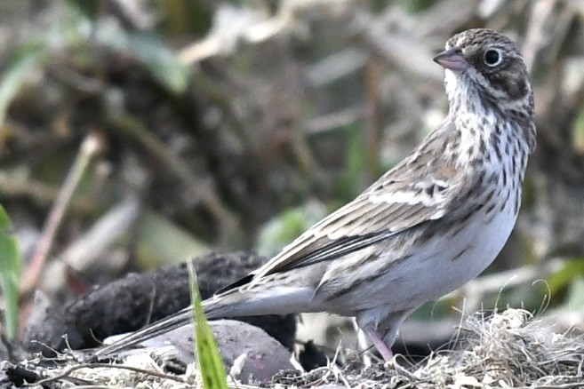 Vesper Sparrow - ML610101201