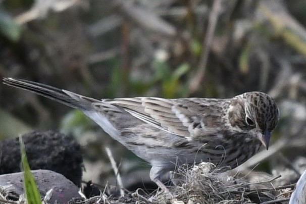 Vesper Sparrow - ML610101207