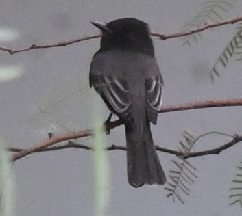 Black Phoebe - ML610101226