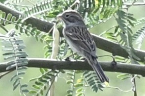 Brewer's Sparrow - ML610101259