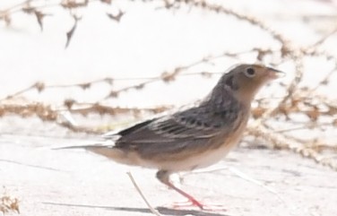 Grasshopper Sparrow - ML610101268