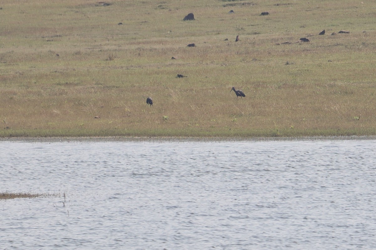 Glossy Ibis - ML610101325