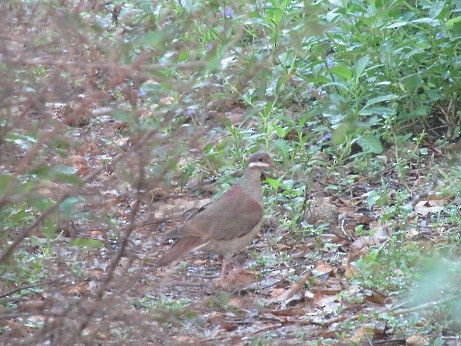 Key West Quail-Dove - ML610101329