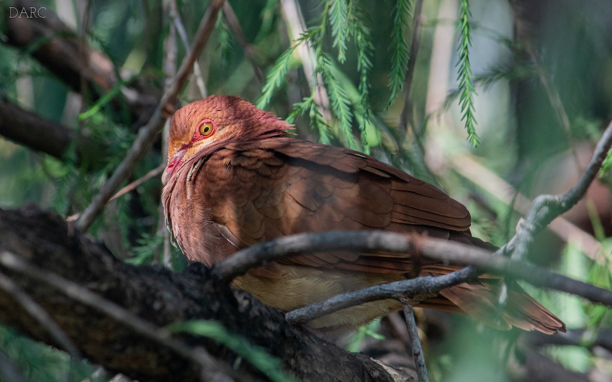 holub hnědočervený - ML610101331