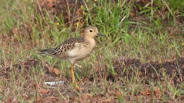 Buff-breasted Sandpiper - ML610101352