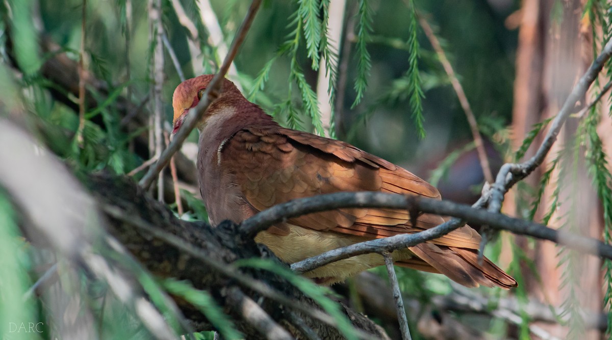 holub hnědočervený - ML610101354