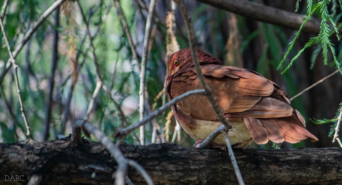 Ruddy Quail-Dove - ML610101366