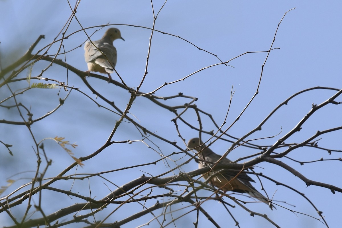 Mourning Dove - ML610101372