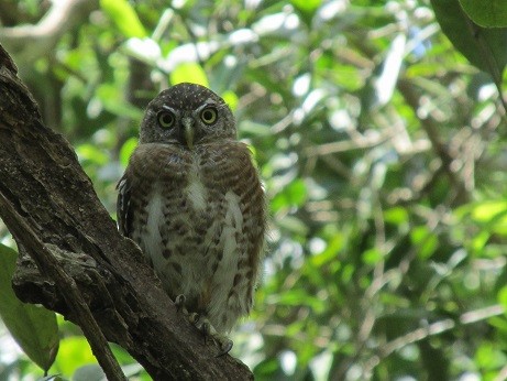 Cuban Pygmy-Owl - ML610101395