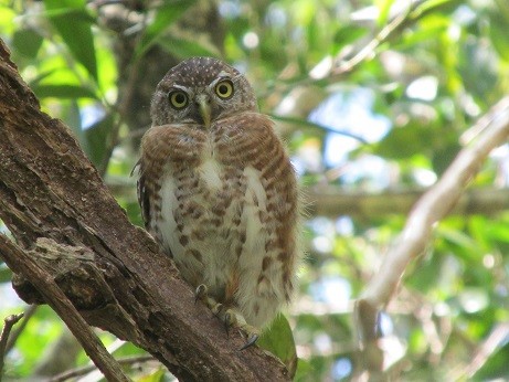 Cuban Pygmy-Owl - ML610101396
