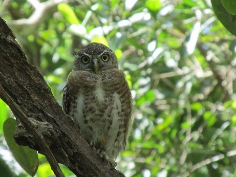 Cuban Pygmy-Owl - ML610101397