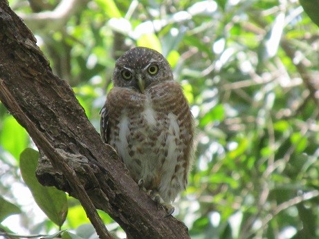 Cuban Pygmy-Owl - ML610101398