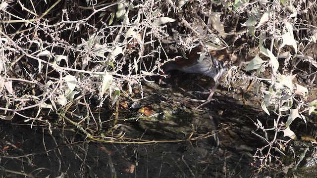 Water Rail - ML610101479