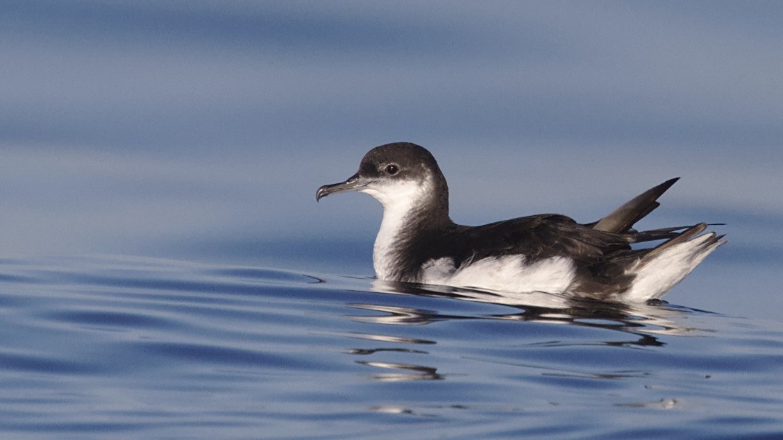 Manx Shearwater - ML610101497