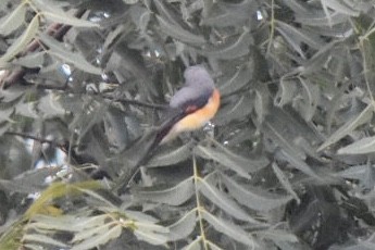 Small Minivet - ML610101615