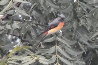 Small Minivet - ML610101616