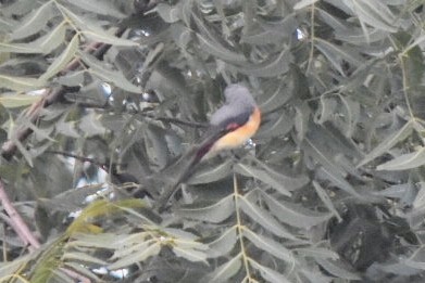 Small Minivet - ML610101617