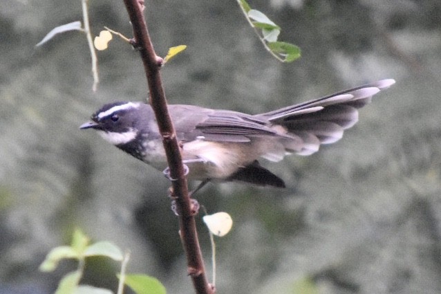 Spot-breasted Fantail - ML610101622