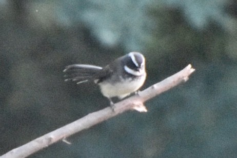 Spot-breasted Fantail - ML610101623