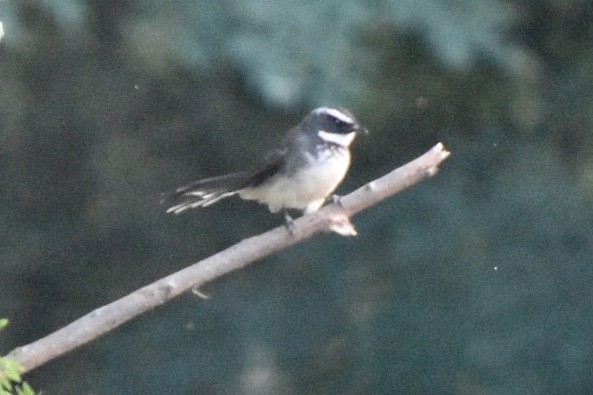 Spot-breasted Fantail - ML610101624