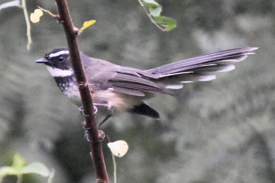 Spot-breasted Fantail - ML610101625