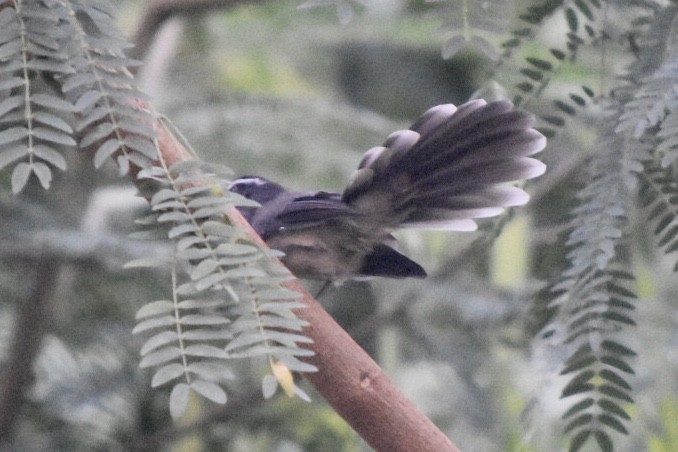 Spot-breasted Fantail - ML610101627