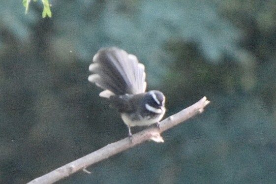 Spot-breasted Fantail - ML610101628