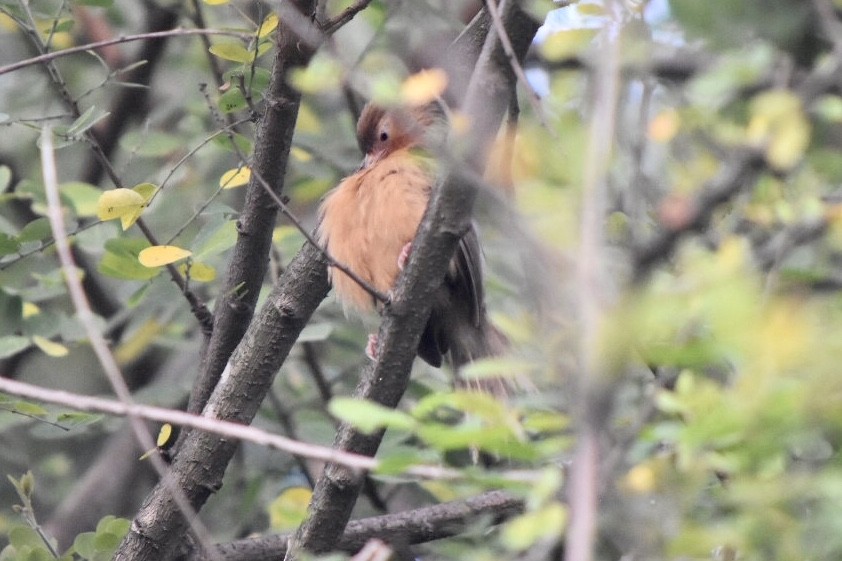 Tawny-bellied Babbler - ML610101640