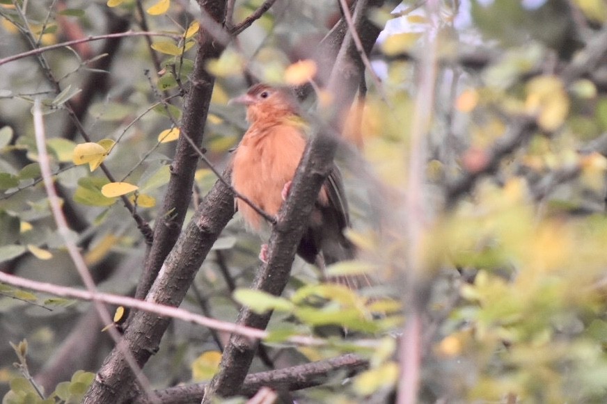 Tawny-bellied Babbler - ML610101641