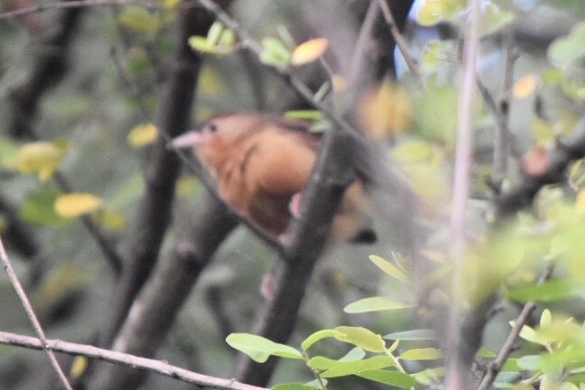 Tawny-bellied Babbler - ML610101643