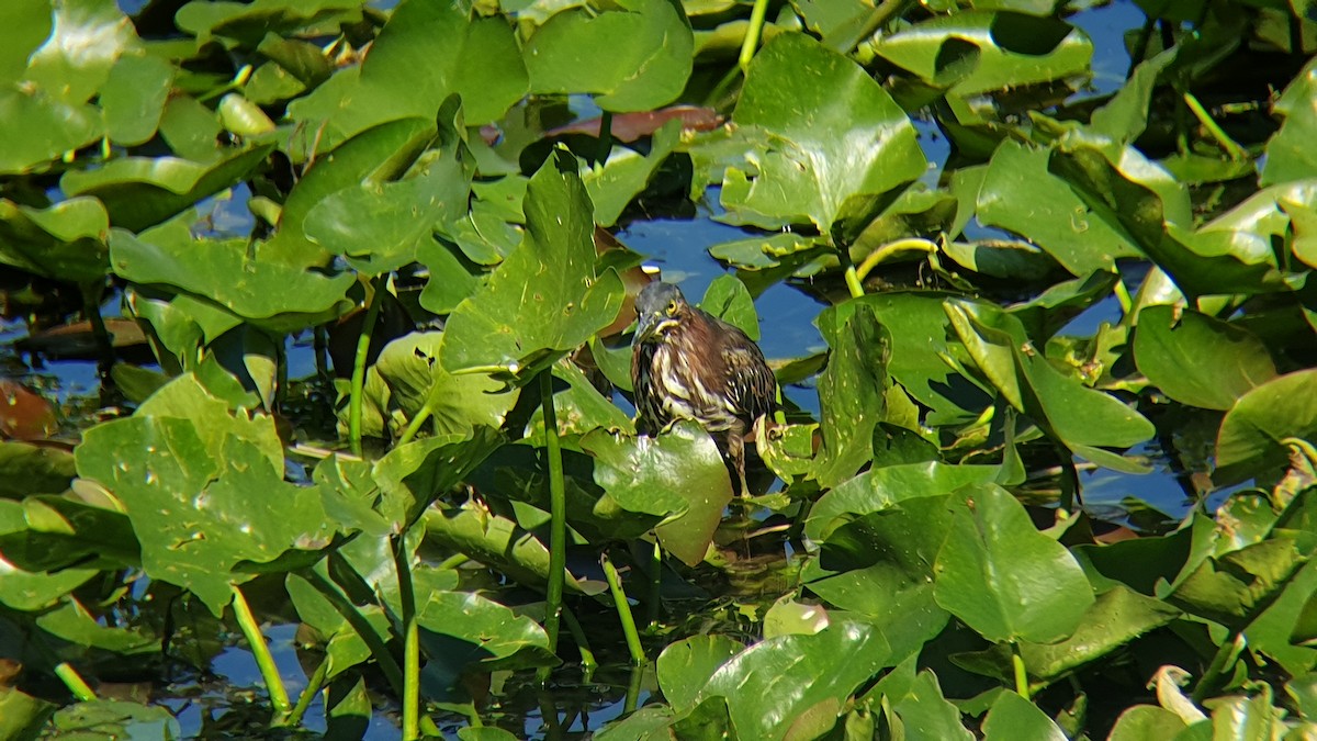 Green Heron - Brandon Hoyt