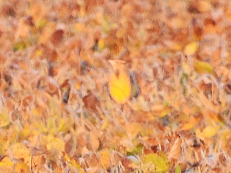 Eastern Meadowlark - ML610101760