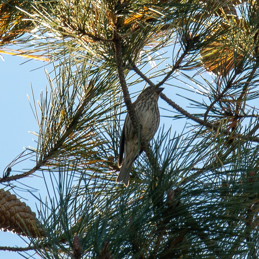 Cassin's Finch - ML610101823